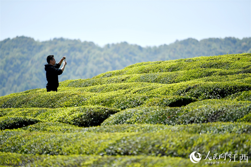 “茶旅融合”使茶園變成公園，游客們正在茶山上拍照賞春光。 人民網 時雨攝