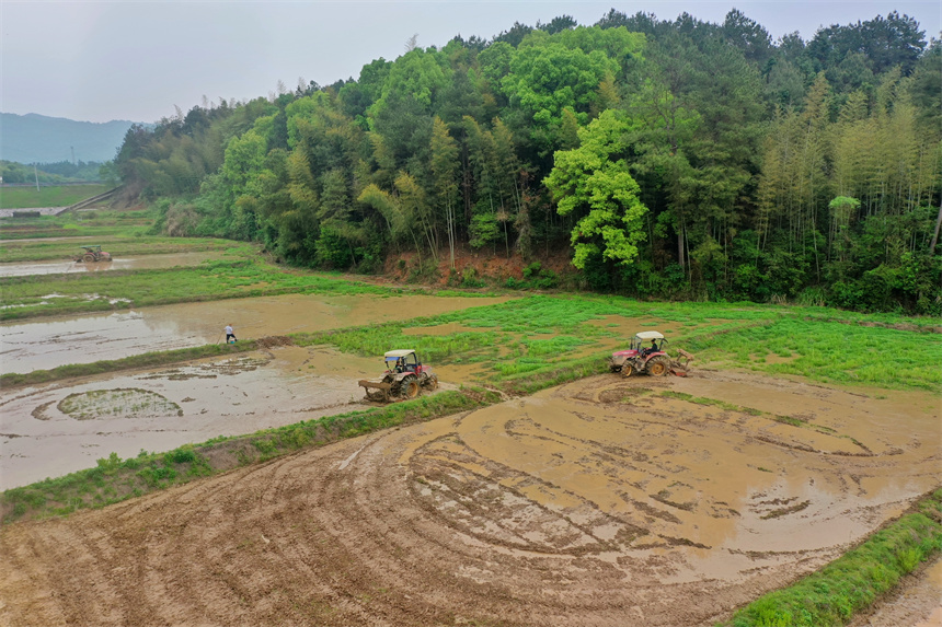 農民正駕駛農機翻耕稻田。王強攝