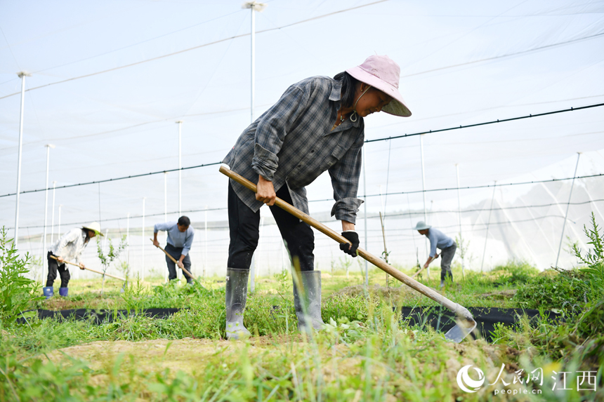 在田園綜合體的蜜橘園里，村民們正在進行田間管理。 人民網 時雨攝