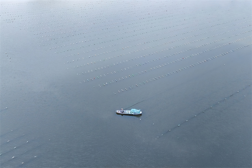 養殖戶正在管護珍珠蚌幼苗。張玉攝養殖戶正在管護珍珠蚌幼苗。張玉攝