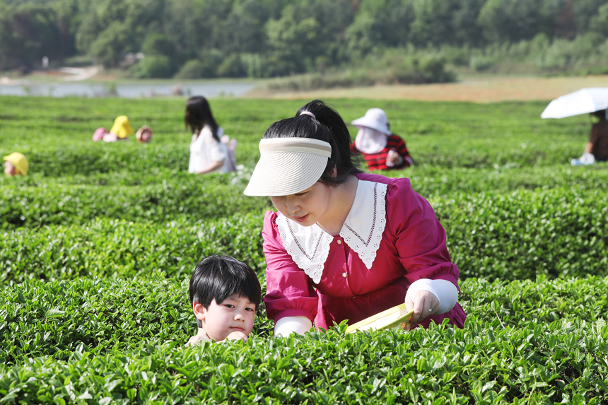 谷雨時節，市民在茶場體驗采茶帶來的樂趣。陳旗海攝