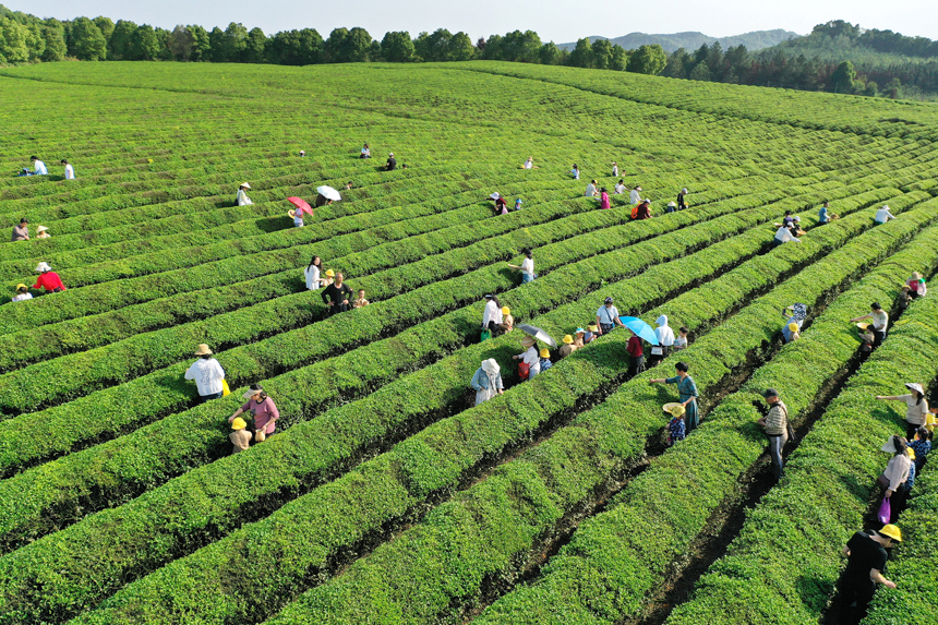 谷雨時節，市民在茶場體驗采茶帶來的樂趣。陳旗海攝