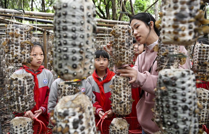 學生在木耳種植基地學習木耳的培育知識，體驗采摘的樂趣。周亮攝