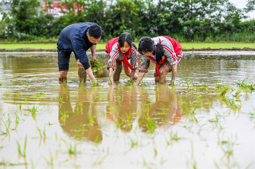 學生在田間學習插秧技巧，體驗勞動的艱辛和樂趣。周亮攝