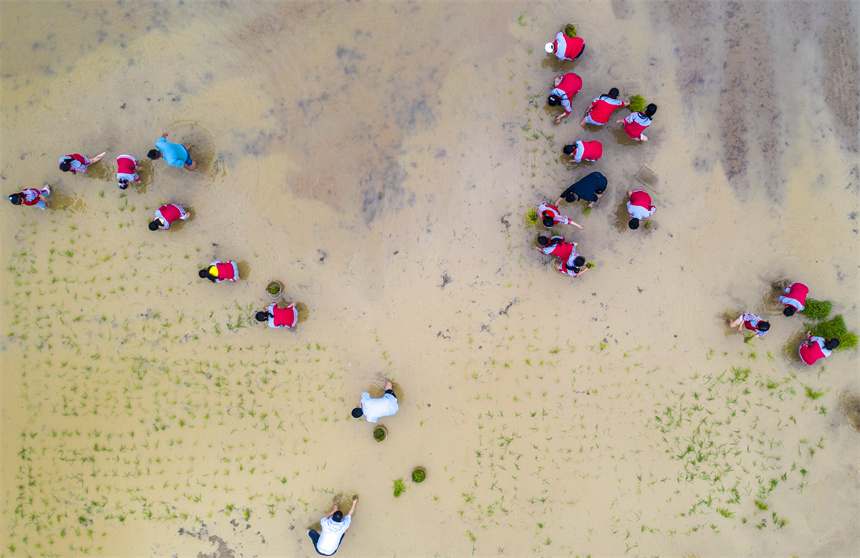 學生在田間學習插秧技巧，體驗勞動的艱辛和樂趣。周亮攝