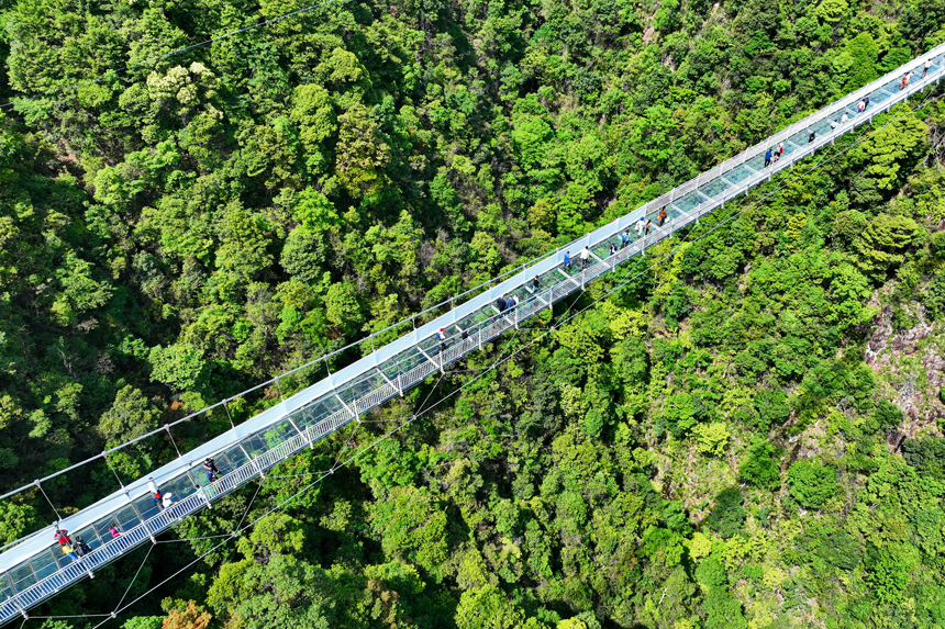 游客行走在玻璃橋上觀賞漫山綠色生態美景。朱海鵬攝