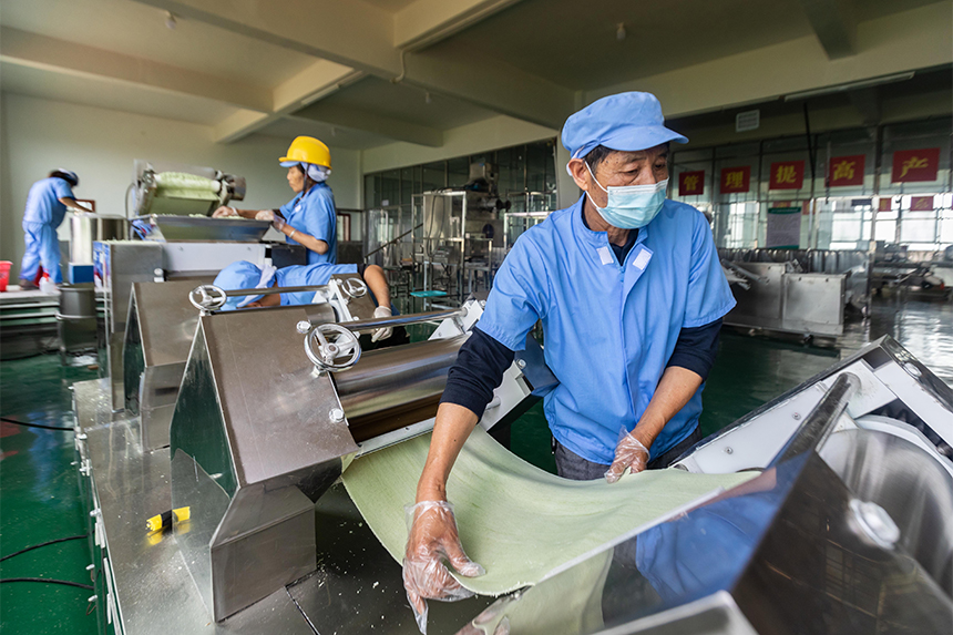 在生產車間自動生產線上，工人們在制作桑葉面條。周亞茂攝