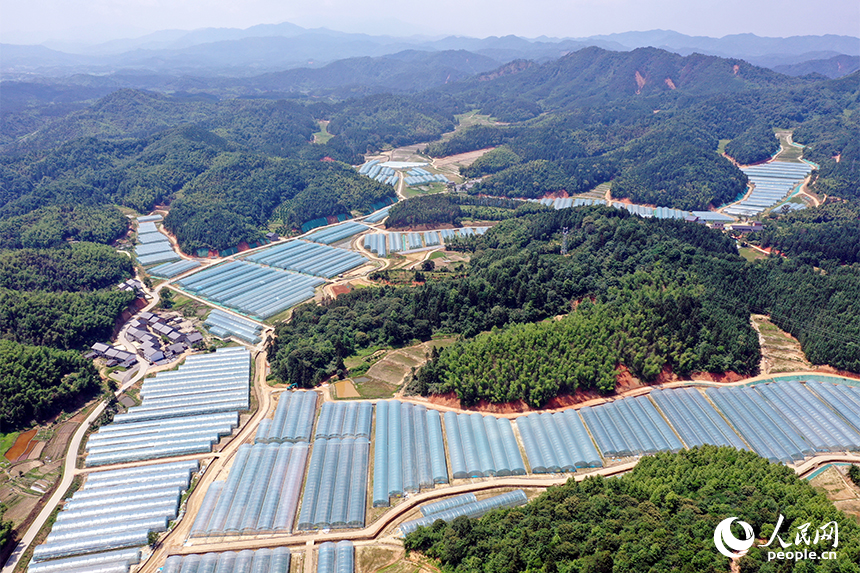 千余畝薄膜連棟智慧溫室大棚錯落有致的鑲嵌在青山間。 人民網記者 時雨攝