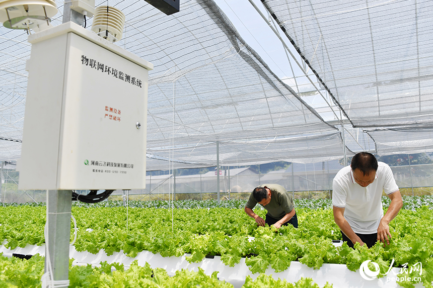 智慧大棚內安裝的物聯網環境監測系統。 人民網記者 時雨攝