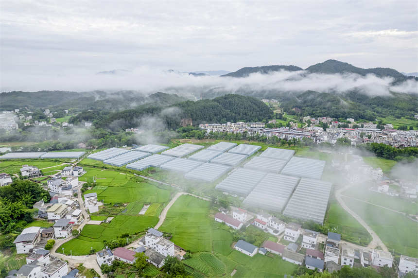 6月8日，江西省贛州市信豐縣大橋鎮田疇沃野產業興，云霧繚繞美如畫。張元兵攝