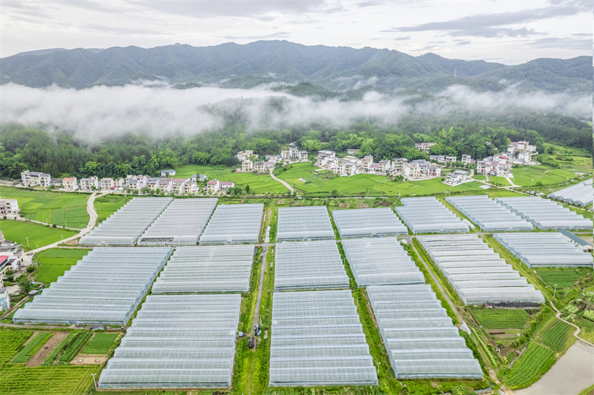 6月8日，江西省贛州市信豐縣大橋鎮云蒸霞蔚，蒼翠的青山、整齊的大棚與錯落有致的民居相互映襯。張元兵攝