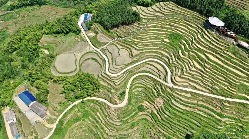 從空中看，蜿蜒梯田猶如出水蛟龍。遂川縣委宣傳部供圖