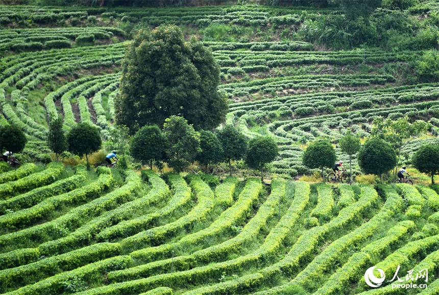 2023年6月18日，江西省宜春市，山地自行車選手在靖安縣仁首鎮 “茶立方”生態茶園里騎行。 人民網記者 時雨攝