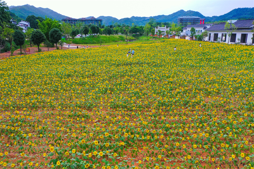 向日葵綻放迎客來。李凡欽攝