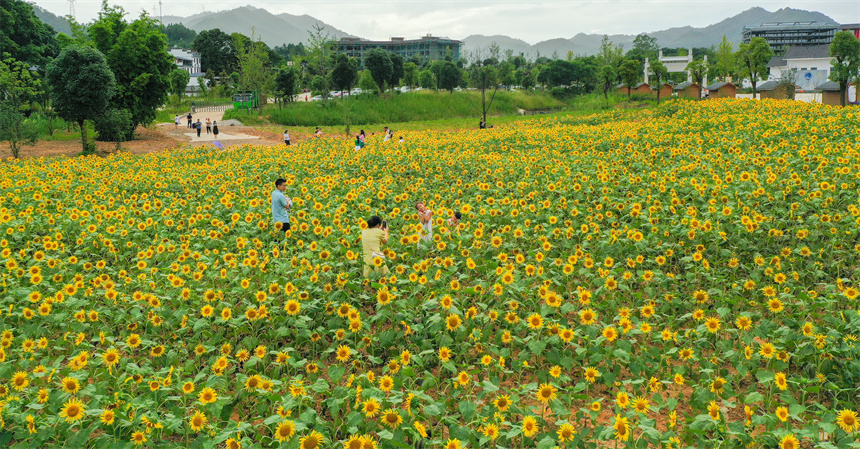 向日葵綻放迎客來。李凡欽攝