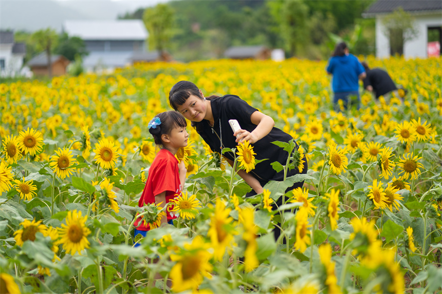 向日葵綻放迎客來。李凡欽攝