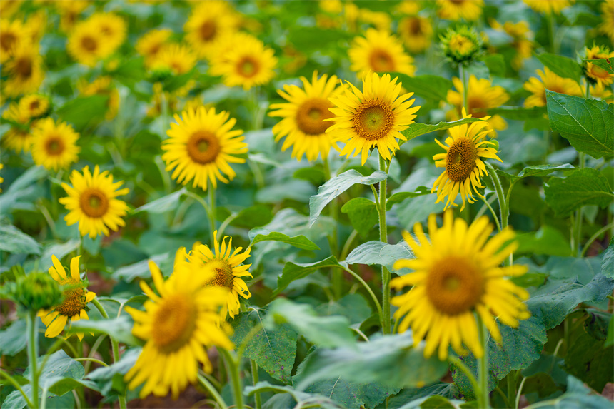 向日葵綻放迎客來。李凡欽攝