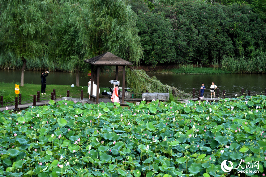 市民和游客在棧道上賞花拍照。 人民網記者 時雨攝