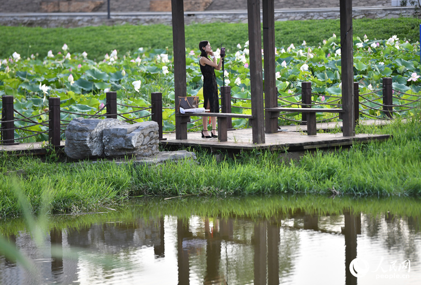 游客以荷花為背景自拍美照。 人民網記者 時雨攝