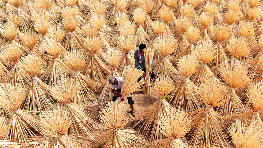 工人正在晾曬毛竹半成品。詹繼成攝