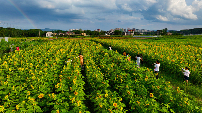 百畝向日葵進入盛花期，吸引市民前來打卡游玩。鄧龍華攝