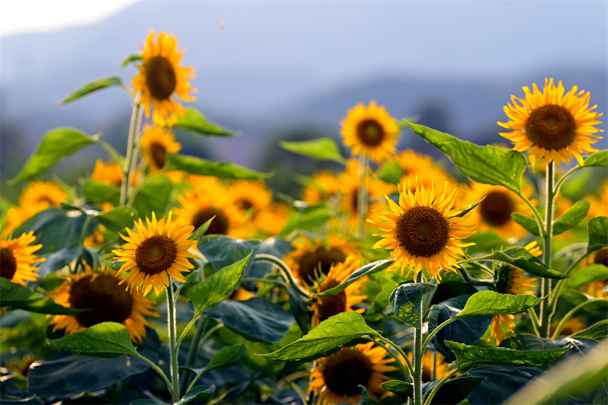 百畝向日葵進入盛花期。鄧龍華攝