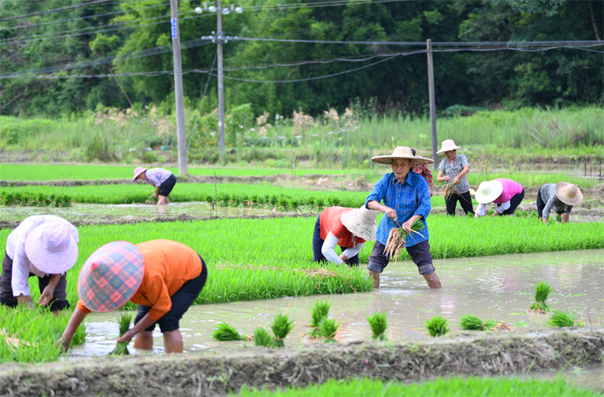 農戶正忙著中稻移栽，田間一片忙碌景象。詹繼成攝