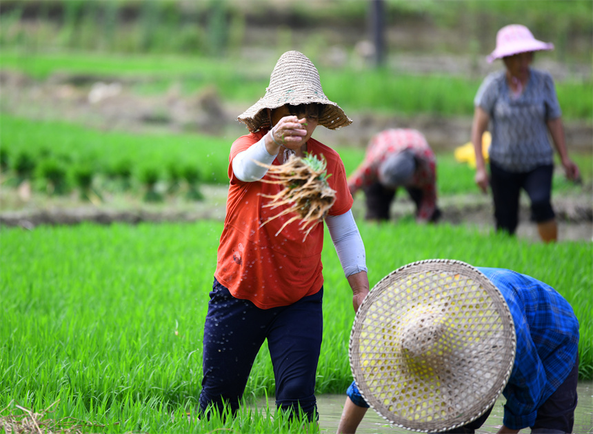 農戶正忙著中稻移栽，田間一片忙碌景象。詹繼成攝