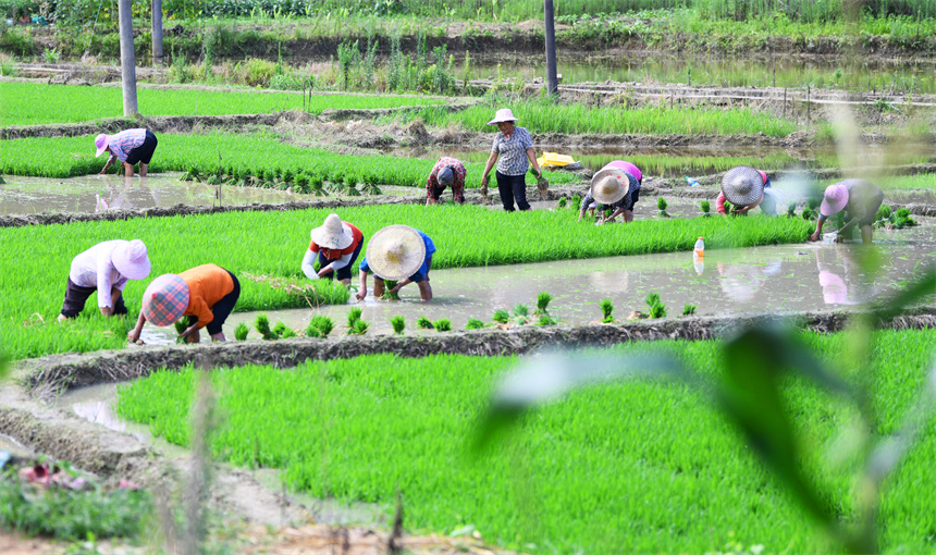 農戶正忙著中稻移栽，田間一片忙碌景象。詹繼成攝