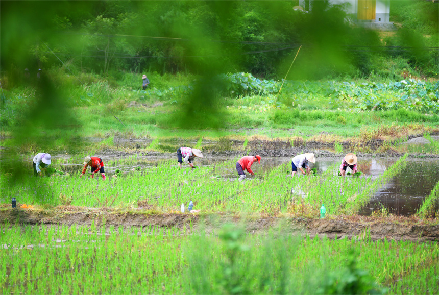 農戶正忙著中稻移栽，田間一片忙碌景象。詹繼成攝