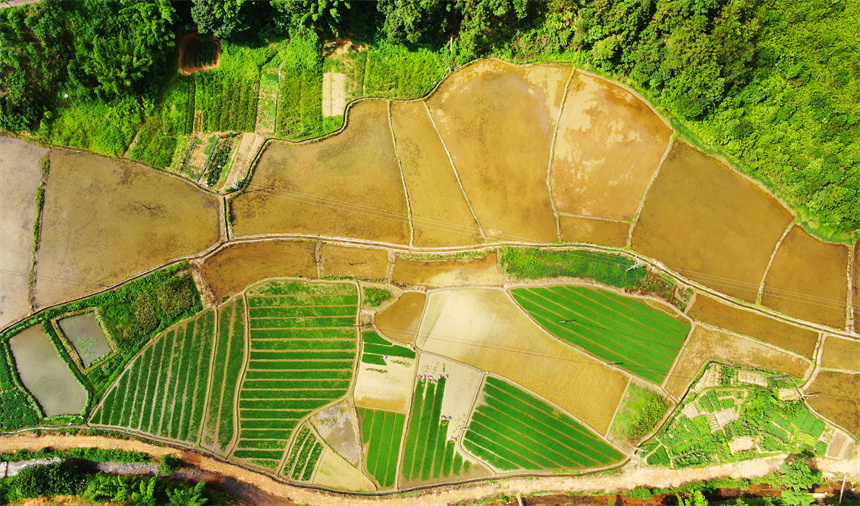 農戶正忙著中稻移栽，田間一片忙碌景象。詹繼成攝