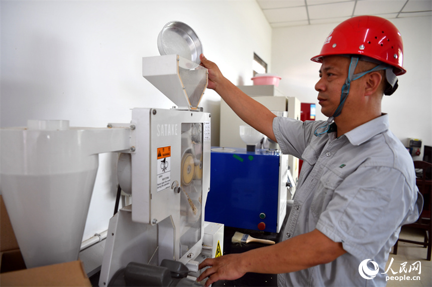 貨車上早秈稻經過扦取后立即進行質量檢測。 人民網記者 時雨攝