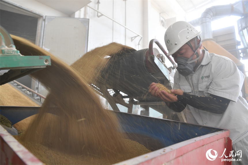 糧庫工作人員在傳送帶旁隨機檢查糧食。 人民網記者 時雨攝