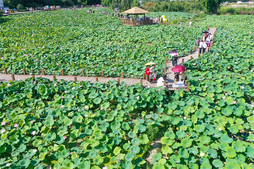 游客在賞荷游玩，拍照打卡。李凡欽攝
