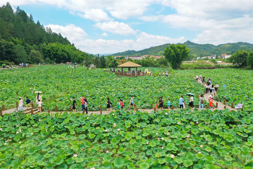 游客在賞荷游玩，拍照打卡。李凡欽攝