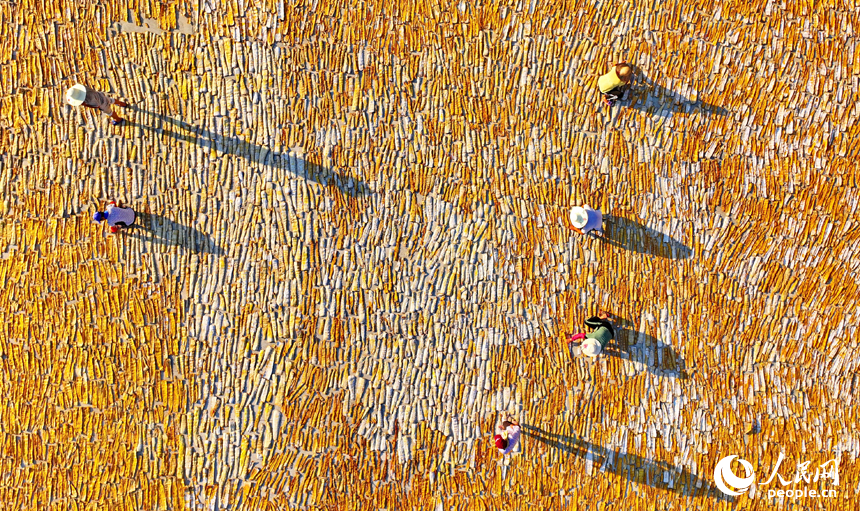 在樂安縣招攜村汗上村晾曬場，村民在翻曬筍干，供應市場。人民網 朱海鵬攝