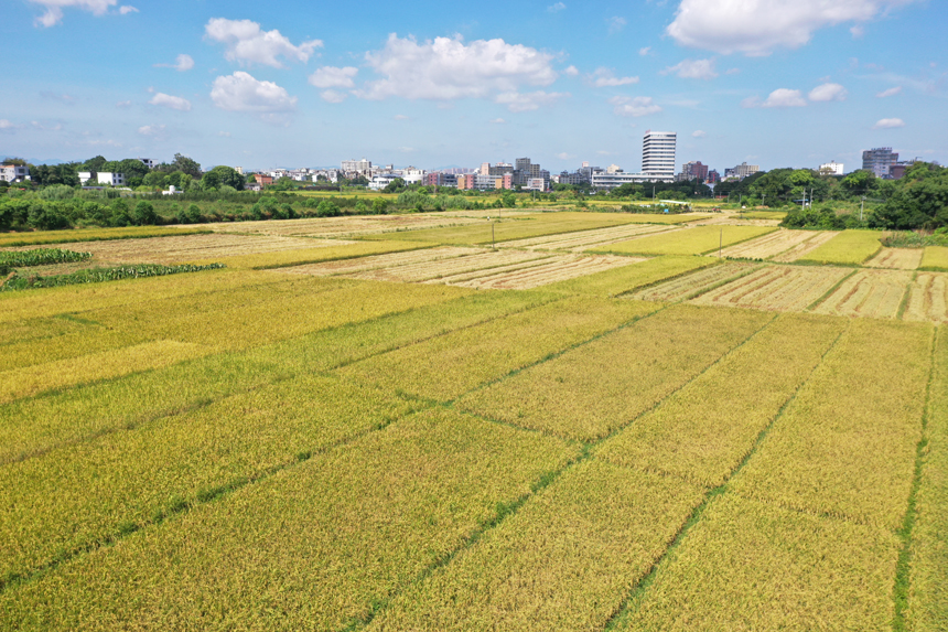 7月12日，江西贛州蓉江新區潭口鎮代衛村，金色的稻田美麗如畫。鐘萬汕攝