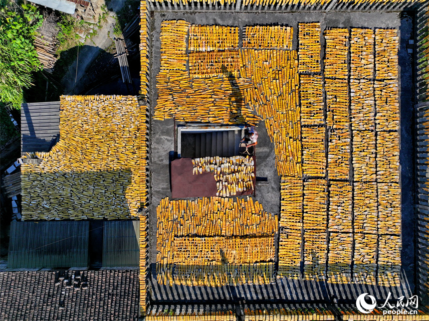 村民在門前屋后、房頂空坪晾曬金黃的竹筍。人民網朱海鵬攝