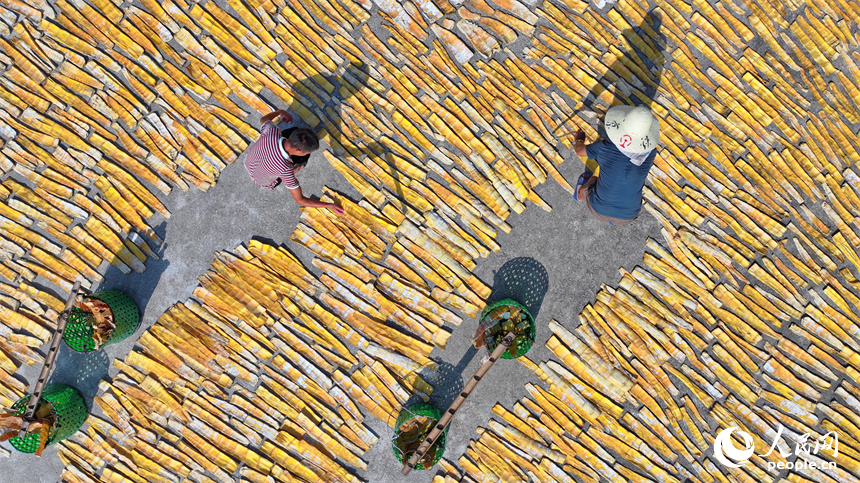 村民在門前屋后、房頂空坪晾曬金黃的竹筍。人民網朱海鵬攝