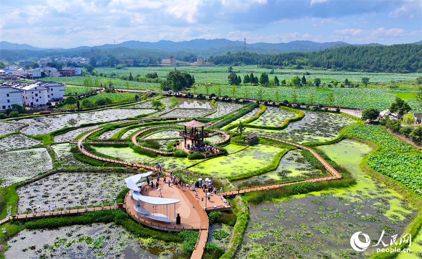 江西省撫州市廣昌縣驛前鎮姚西村，朵朵荷花競相開放。人民網 朱海鵬攝