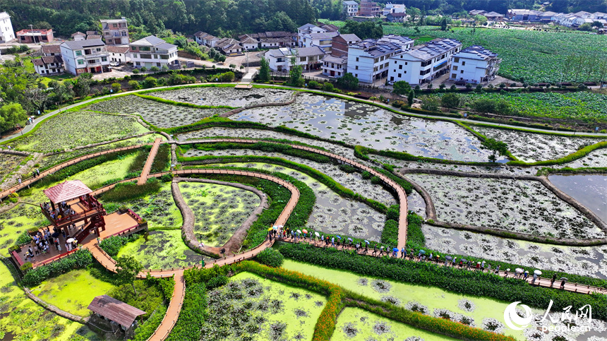 江西省撫州市廣昌縣驛前鎮姚西村，朵朵荷花競相開放。人民網 朱海鵬攝