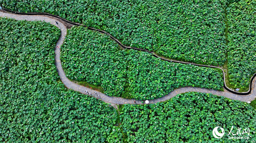 江西省撫州市廣昌縣驛前鎮姚西村，朵朵荷花競相開放。人民網 朱海鵬攝