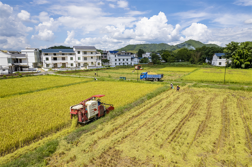 田間一片好“豐”景。張元兵攝