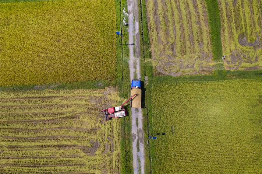 田間一片好“豐”景。張元兵攝