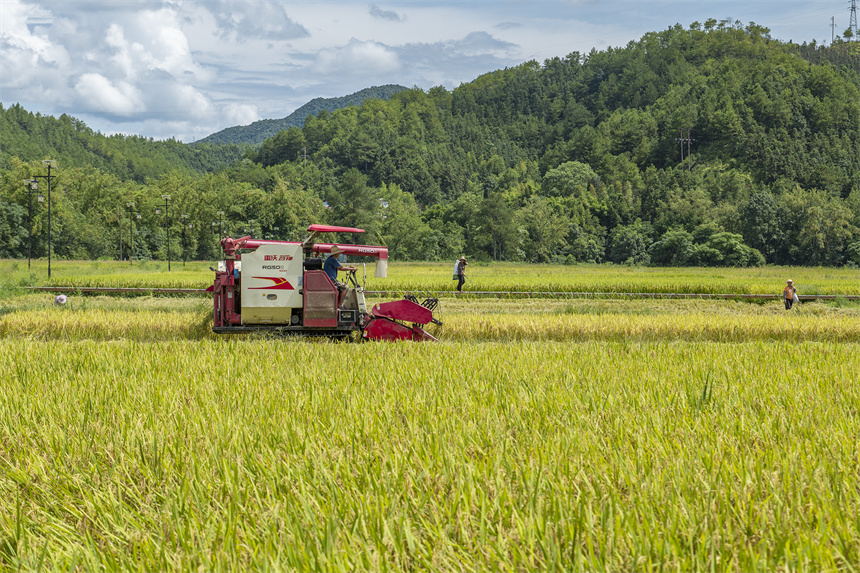 田間一片好“豐”景。張元兵攝