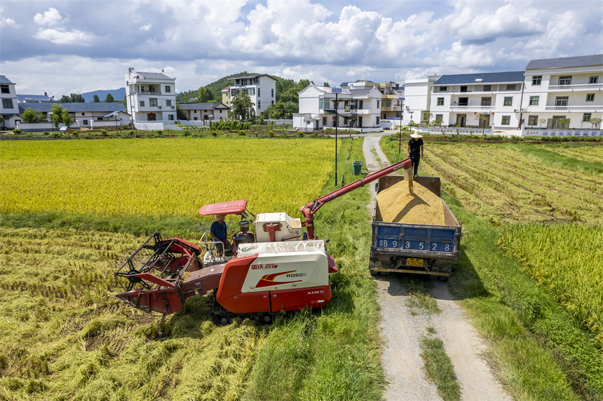 豐收的場景與遠處的青山、民居構成一幅產業興、農民富、鄉村美的美好畫卷。張元兵攝