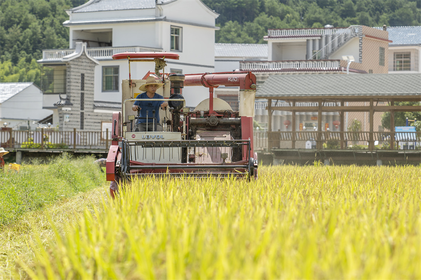 機械化助力豐收。張元兵攝