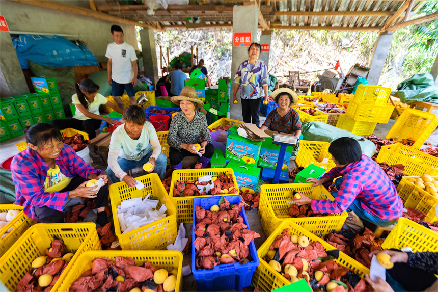 村民們在分揀黃桃。周亞茂攝