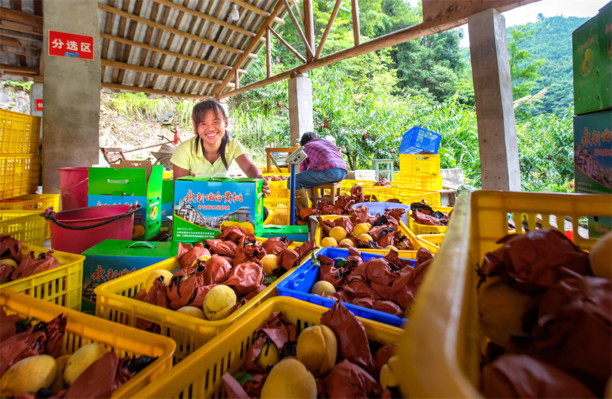 村民們在分揀黃桃。周亞茂攝