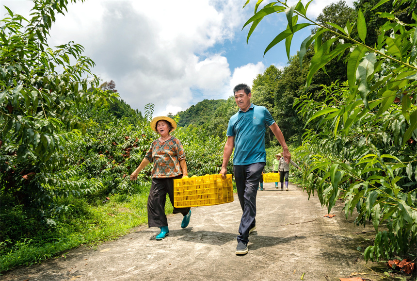 村民們在搬運黃桃。周亞茂攝